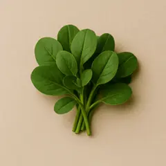 Bacopa Monnieri Leaf Extract