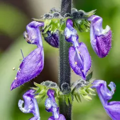 Coleus Forskohlii