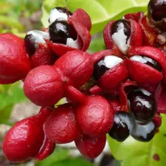 Guarana