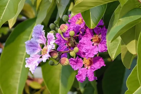 Banaba Leaf