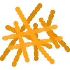 Lactobacillus Fermentum