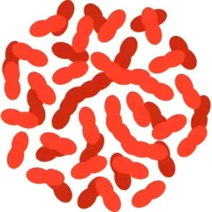 Lactobacillus Gasseri