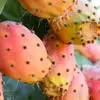 Prickly Pear Extract
