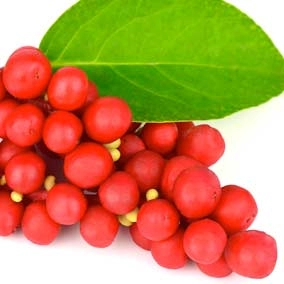 Schisandra