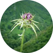 Horny Goat Weed